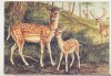 Bnk cp Fauna - caprioara cu ied - necirculata, Printata