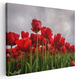 Tablou peisaj flori lalele rosii Tablou canvas pe panza CU RAMA 60x90 cm