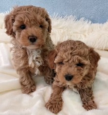 pudel- 2 luni-2 vaccinuri-2 deparazitari