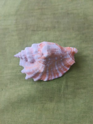 Cochilie de melc de mare, cochilie de conch foto