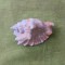 Cochilie de melc de mare, cochilie de conch