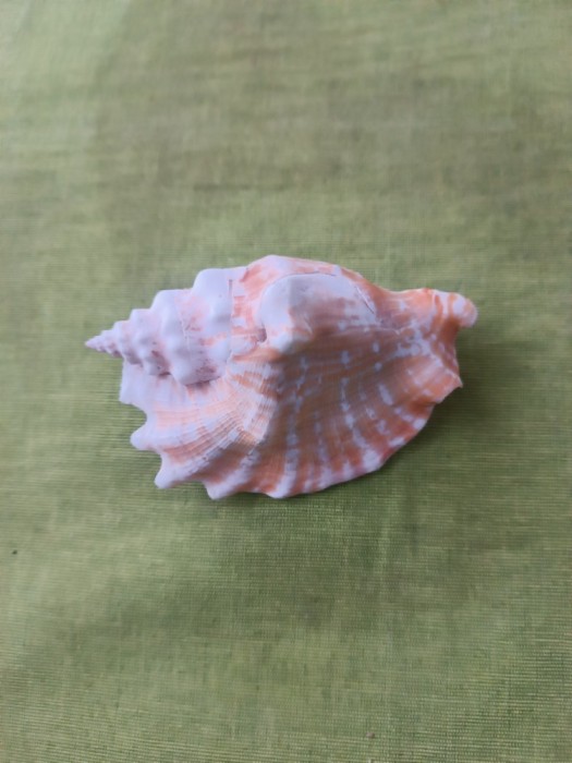 Cochilie de melc de mare, cochilie de conch