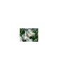 Narcise Narcissus, White Marvel Multiflora Floare Dubla, Alb, 16/+, 1 Bulb, Oem