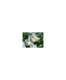 Cumpara ieftin Narcise Narcissus, White Marvel Multiflora Floare Dubla, Alb, 16/+, 1 Bulb, Oem