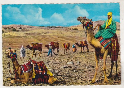 bnk cp Egipt - Caravana de camile in desert - necirculata foto