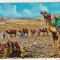 bnk cp Egipt - Caravana de camile in desert - necirculata