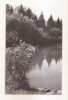 RF70 -Carte Postala- Savarsin, in parcul Sanatoriului, circulata 1965