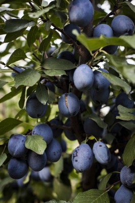 Vand prune de masa Calitatea 1 foto