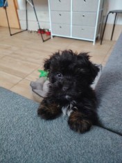 Bichon havanez mascul v&acirc;rstă 3 luni