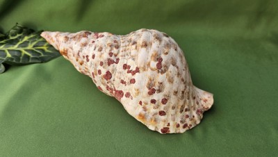MELC DE MARE, CHARONIA TRITONIA SAU &amp;quot;TROMPETA LUI TRITON&amp;quot; foto