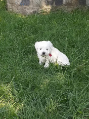 Bichon maltez mini toy foto