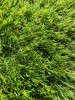 Gazon Artificial Premium, Lungime Fir 38 mm, Latime 2m, Marime 200 x 200 cm, 3 Nuante de Verde, Fire Drepte si Carliontate, Imitatie Perfecta Gazon Na
