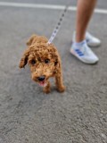 Pui Cavapoo, #1 All Systems