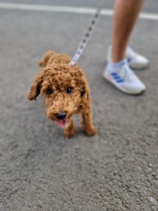 pui Cavapoo