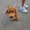 pui Cavapoo