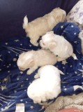 Căței Bichon havanez