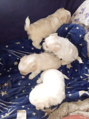 Căței Bichon havanez foto