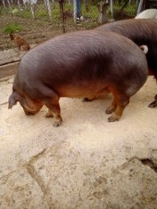 Porci rasa duroc si pic incrucisat cu pietrain crescuti fara cobcentrate la ?ara foto