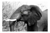 Tablou Canvas, "Elefantul &icirc;n peisaj african natural", Elefant, Natură, Bl&acirc;ndețe, Forță, Măreție, 39 x 26 cm, CMCLASS