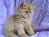 Motănel Scottish Straight Longhair, cream-orange, poze reale, Pedigree