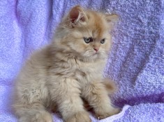 Motănel Scottish Straight Longhair, cream-orange, poze reale, Pedigree