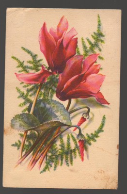 CPIB 20165 FELICITARE - FLORI ROSII foto