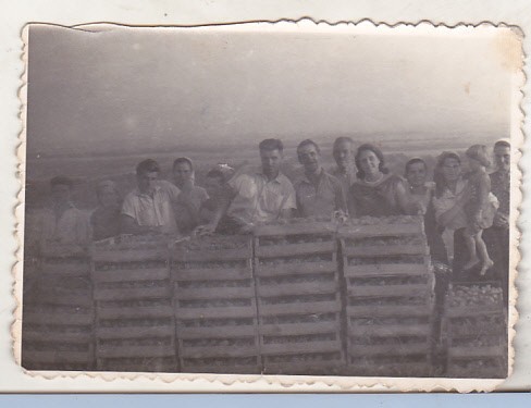 bnk foto - La munca campului - GAS Valea Urloii Prahova 1952