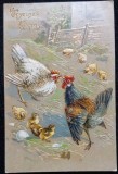 Carte Postala, Doi cocosi care se lupta, 1909