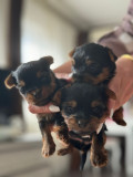 Yorkshire Terrier mini toy