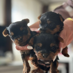 Yorkshire Terrier mini toy