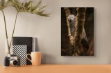 Tablou Canvas, "Papagal gri adormit &icirc;n colivia sa", Papagal, Gri, Dormind, Relaxare, Aripi, Peruș, Leneș, Textură, Ochi &Icirc;nchiși, Penaj, Coadă Roșie, L