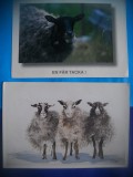 HOPCT LOT NR 1033 OI / OVINE --FAUNA -2 CARTI POSTALE-CIRCULATE, Circulata, Printata