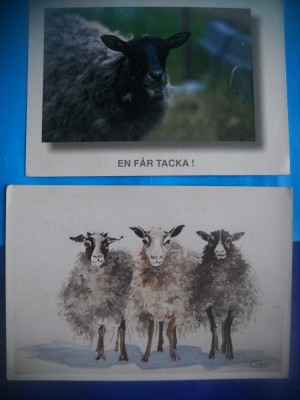 HOPCT LOT NR 1033 OI / OVINE --FAUNA -2 CARTI POSTALE-CIRCULATE foto