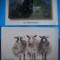 HOPCT LOT NR 1033 OI / OVINE --FAUNA -2 CARTI POSTALE-CIRCULATE