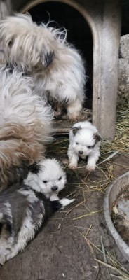 Vand Bichon Havanez foto