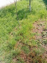 V&acirc;nd teren de casă