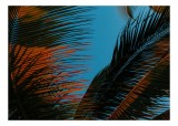 Tablou Canvas Frunze Palmierului sub Cer Albastru Tropical, 39 x 26 cm, CMCLASS