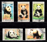 A12 S1 4 - Timbre foarte vechi - Mongolia - ursi panda, Fauna, Stampilat