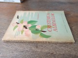 CRESTEREA ALBINELOR- T.BOGDAN, 1962