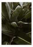 Tablou Canvas, "Frunzele tropicale ale liniștii verzi", Verde, Frunze, Luxuriant, Natură, Tropical, Vigoros, Vegetație, 26 x 39 cm, CMCLASS