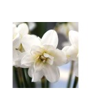 Cumpara ieftin Narcise Narcissus, Albus Plenus Floare Dubla, Alb, 12/14, 1 Bulb, Oem