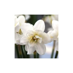 Narcise Narcissus, Albus Plenus Floare Dubla, Alb, 12/14, 1 Bulb