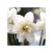Narcise Narcissus, Albus Plenus Floare Dubla, Alb, 12/14, 1 Bulb