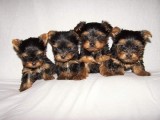 Yorkshire Terrier,deparazitat