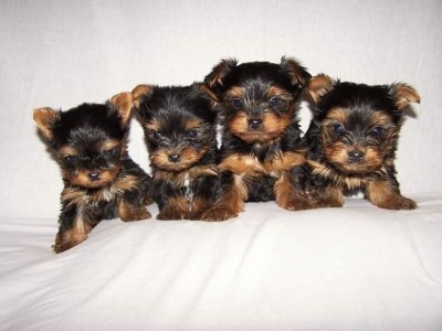 Yorkshire Terrier,deparazitat foto