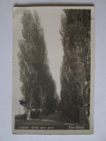 Calafat(Dolj)-Aleia spre port,carte postala foto necirculată deteriorată anii 30, Necirculata, Printata