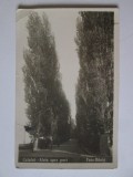 Calafat(Dolj)-Aleia spre port,carte postala foto necirculată deteriorată anii 30