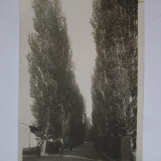 Calafat(Dolj)-Aleia spre port,carte postala foto necirculată deteriorată anii 30