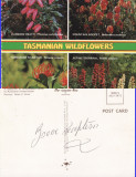Australia, Tasmania - Flori,flora salbatica