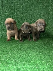 Pui de Cane Corso